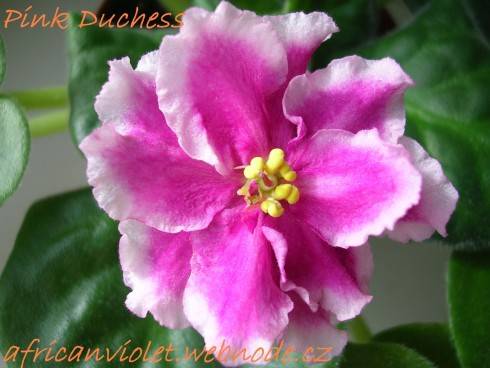 Pink Duchess.jpg