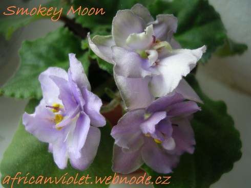 Smokey Moon.jpg