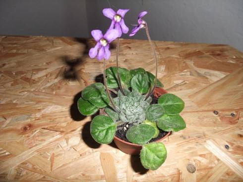 Petrocosmea flaccida.jpg