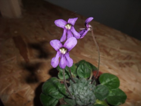Petrocosmea flaccida.jpg