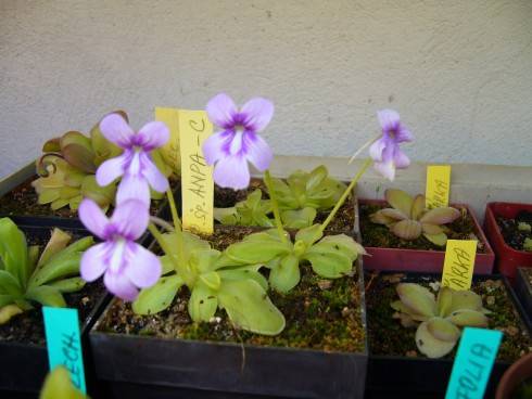 P.ANPA.JPG