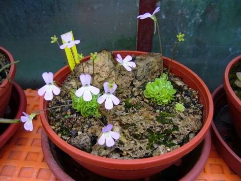 P.esseriana.JPG