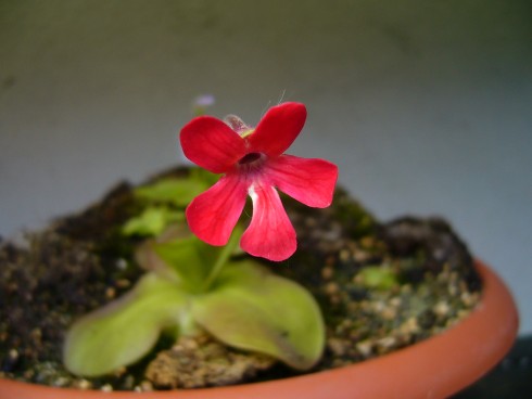 P.laueana Crimson Red.JPG