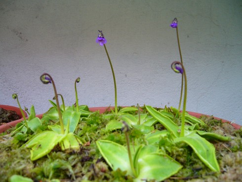 P.vulgaris.JPG