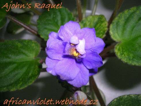 Ajohn's Raquel.jpg