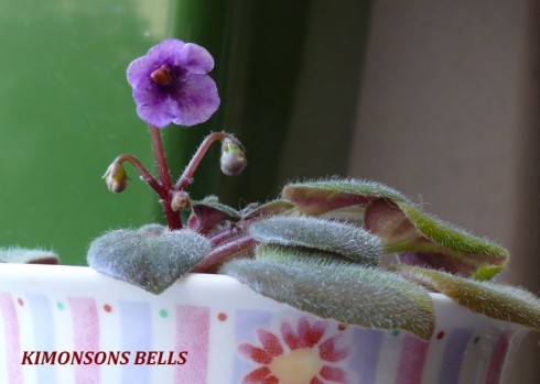 Kimonsons Bells.jpg