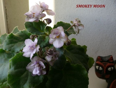 Smokey Moon 1.jpg