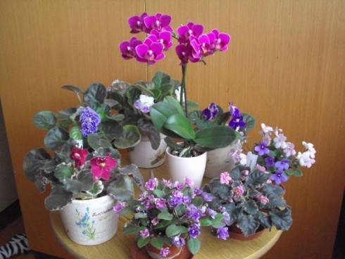 f.fialky a orchidej.jpg