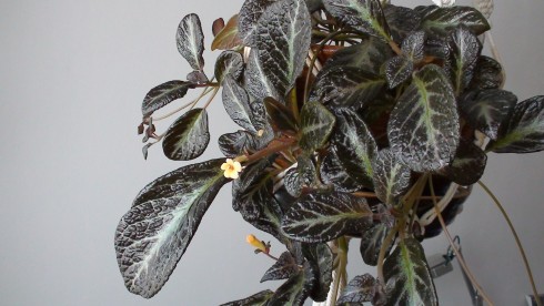Episcia Suomi.jpg