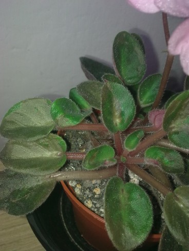 Obraz0873.jpg