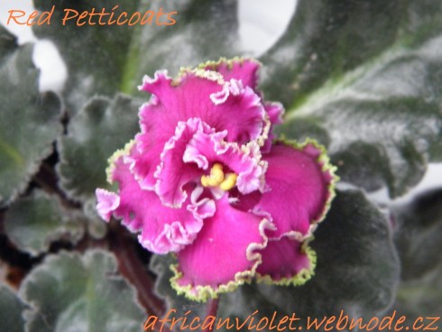 Red Petticoats.jpg
