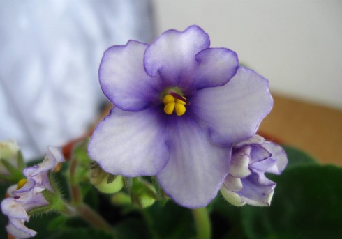 4.12.2010 005.jpg