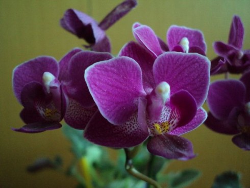 o.Phalenopsis.jpg
