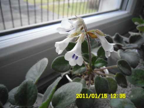 Primulina tamiana.jpg