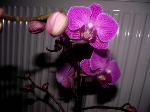 DSCF6873.jpg