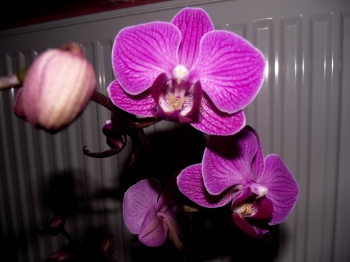 DSCF6878.jpg