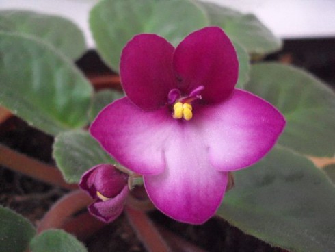 f.bezejmenna 9.jpg