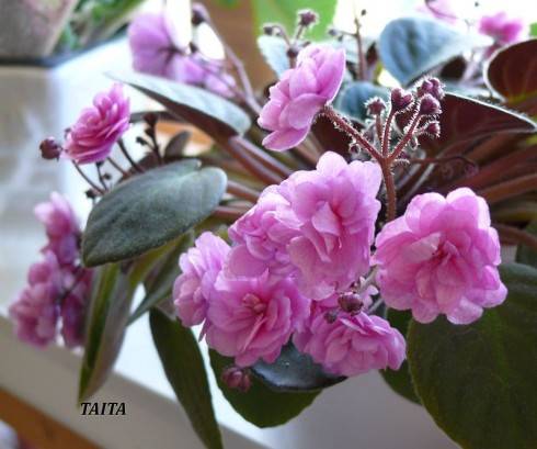 Taita.jpg
