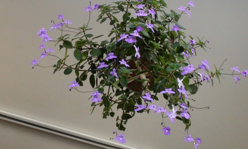 Streptocarpus saxorum.jpg