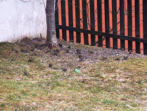 ptáci 015.jpg
