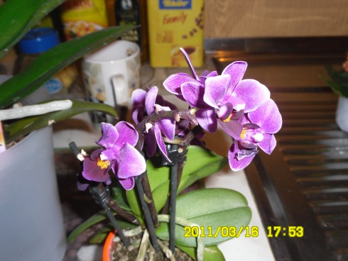 SAM_0706.JPG