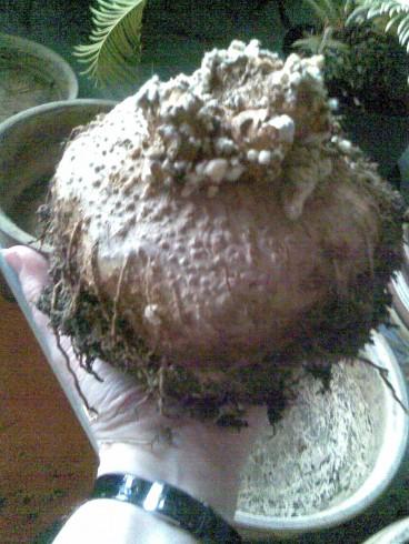 Sinningia leucotricha.jpg