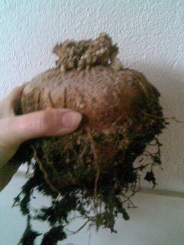 Sinningia leucotricha.jpg