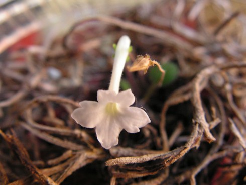 Snowflake.jpg