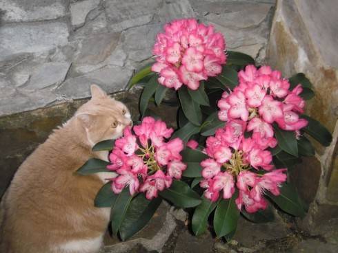 Rhododendron.JPG