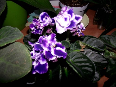 DSCF7985.jpg