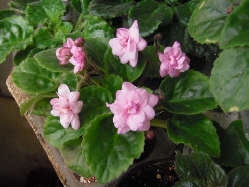 Lambs' Ears.jpg