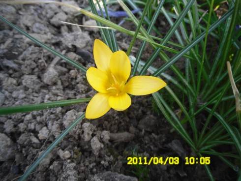 poslední krokus.JPG