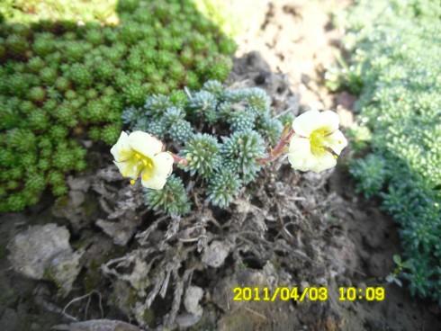 skalnička - kvetoucí.JPG