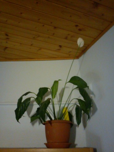 DSC00070.jpg