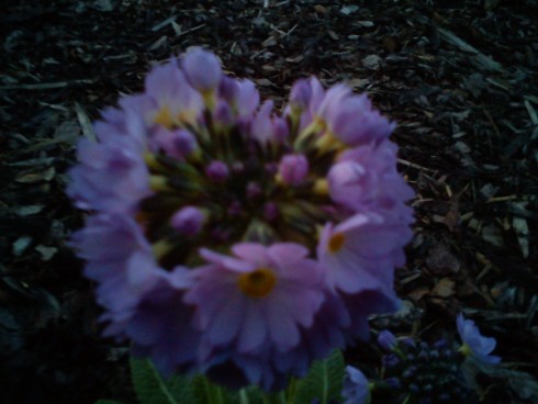 DSC00078.jpg