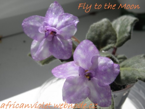 Fly to the Moon.JPG