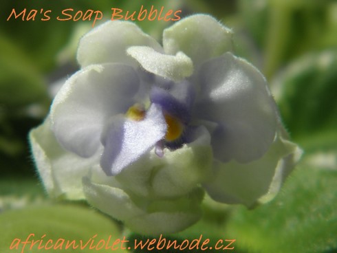 Ma's Soap Bubbles.JPG