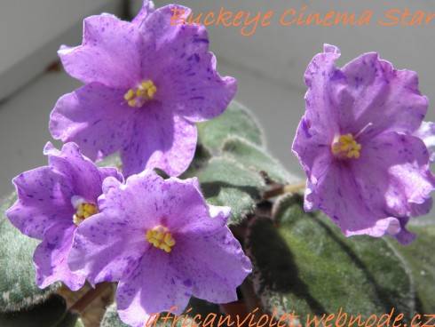 Buckeye Cinema Star.JPG