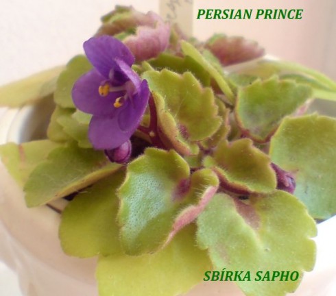 Persian Prince.jpg