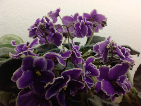 Red Summit.jpg