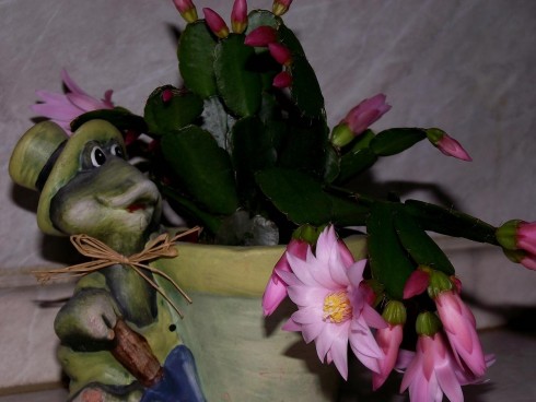 DSCF8477.jpg