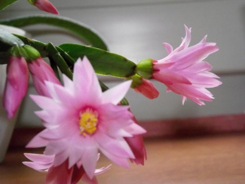 DSCF8503.jpg
