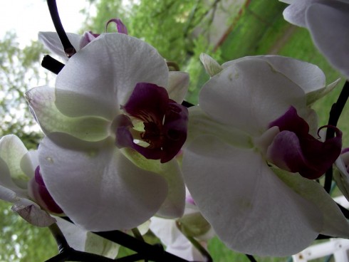 DSCF8511.jpg