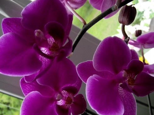 DSCF8513.jpg