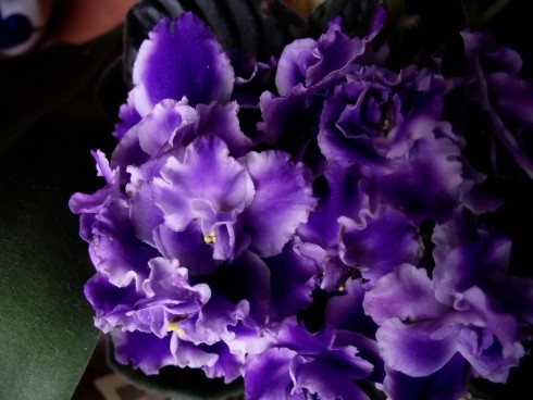 DSCF8514.jpg