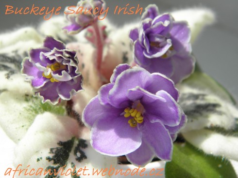 Buckeye Saucy Irish