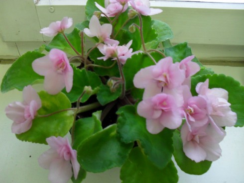 duben 2011 018.jpg