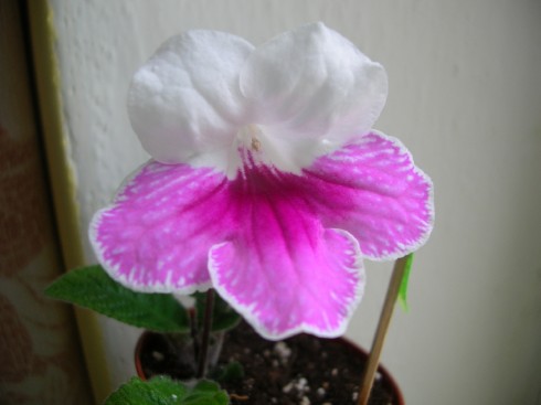 Pink Leyla.jpg