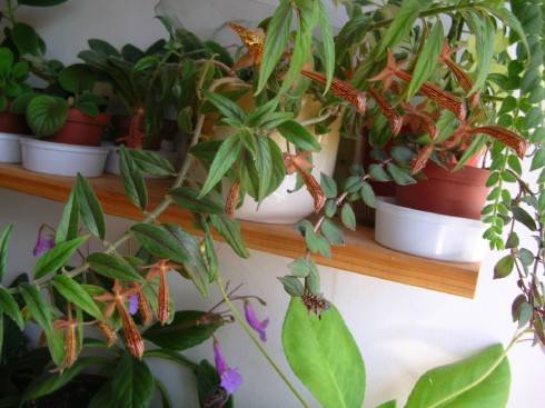 Columnea schiedeana.jpg