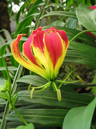 Botanická 3.jpg
